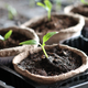 Image for article titled How to Grow a Garden in a Garment Box